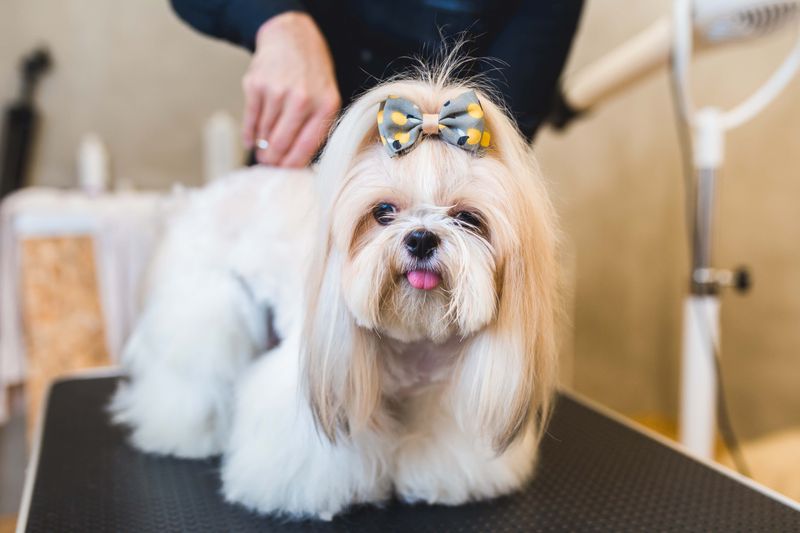 Shih Tzu
