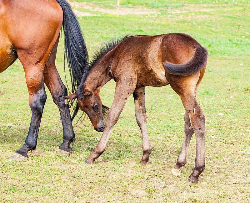 Foal (Baby Horse)