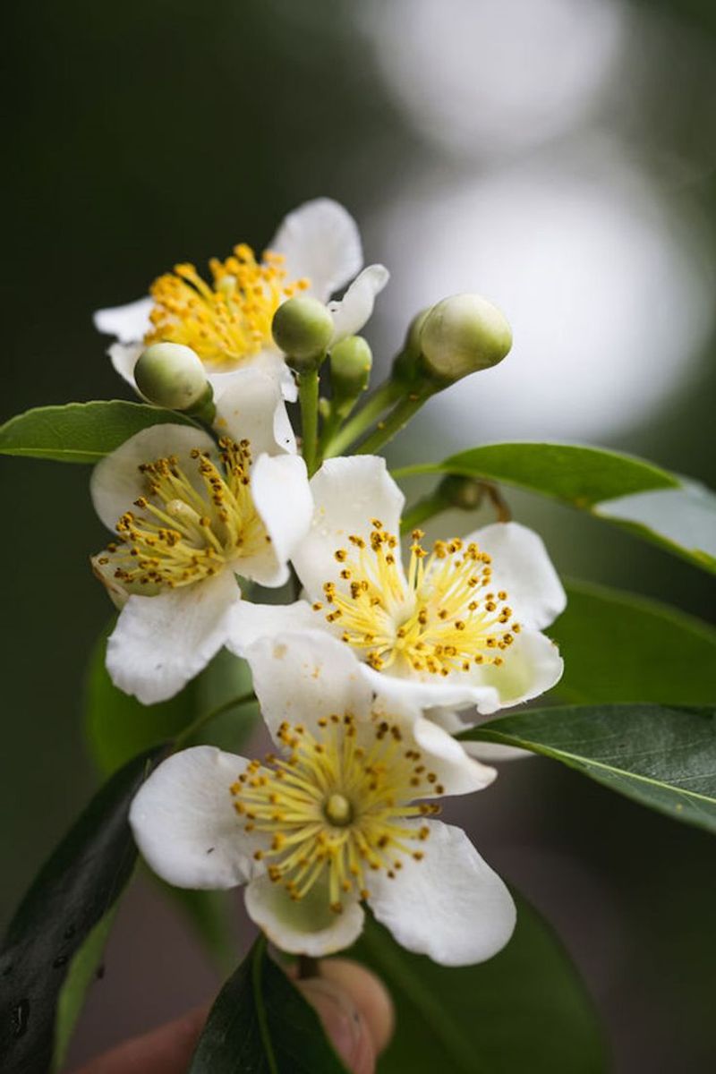 Camphor