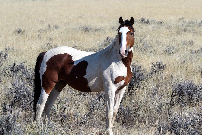 Mustang