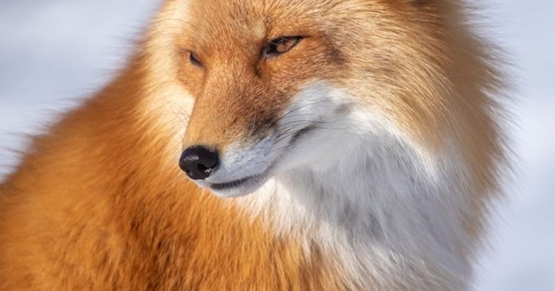 Red Fox