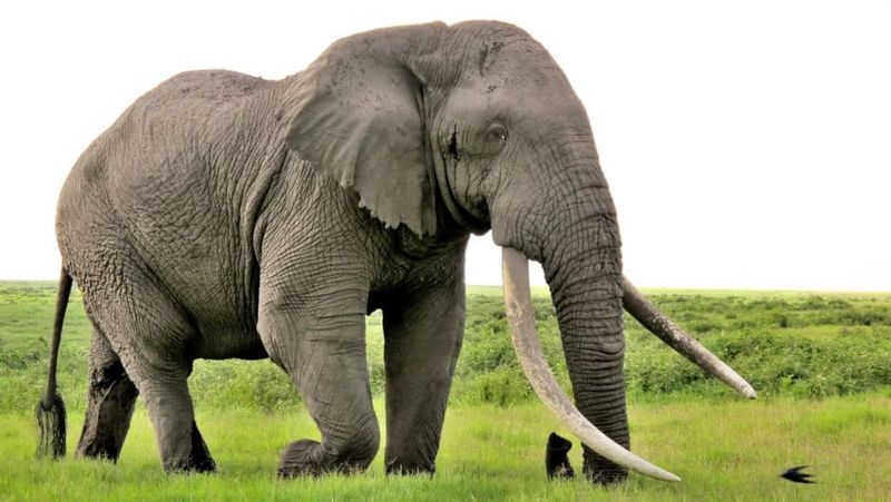 African Elephant