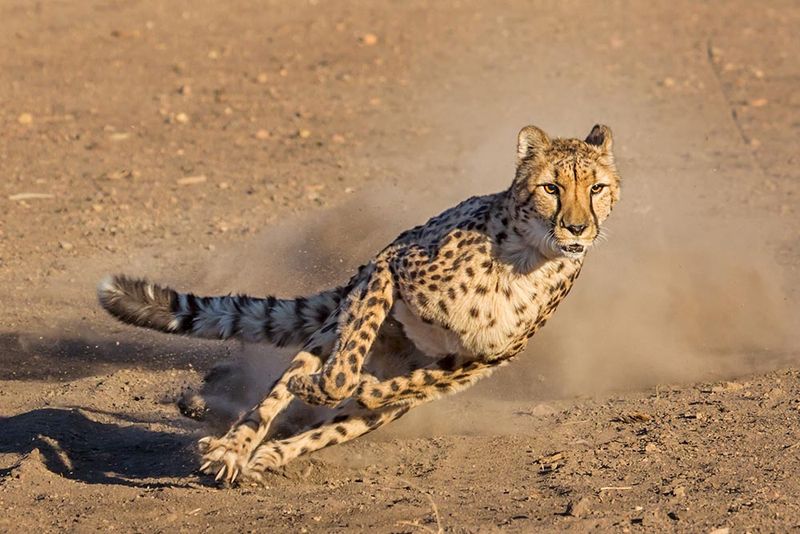 Cheetah