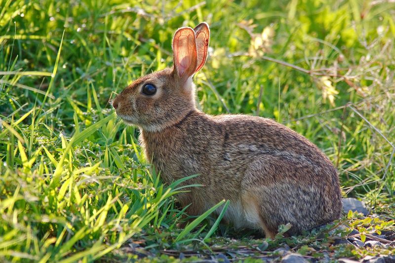 Eastern Cottontail Rabbit