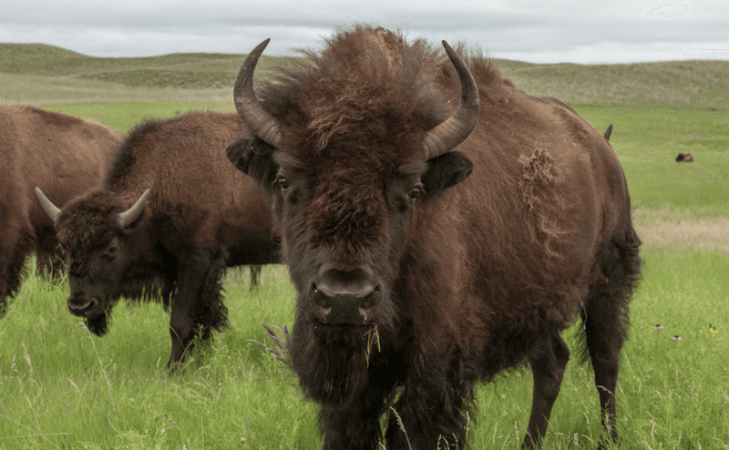 American Bison