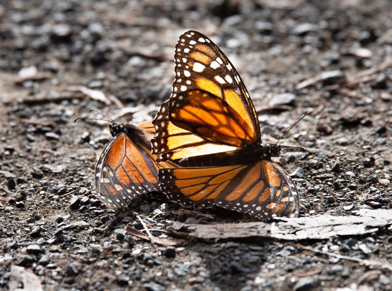 Habitat Loss Tragedy