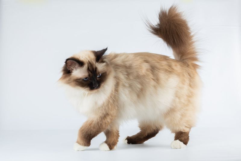 Birman