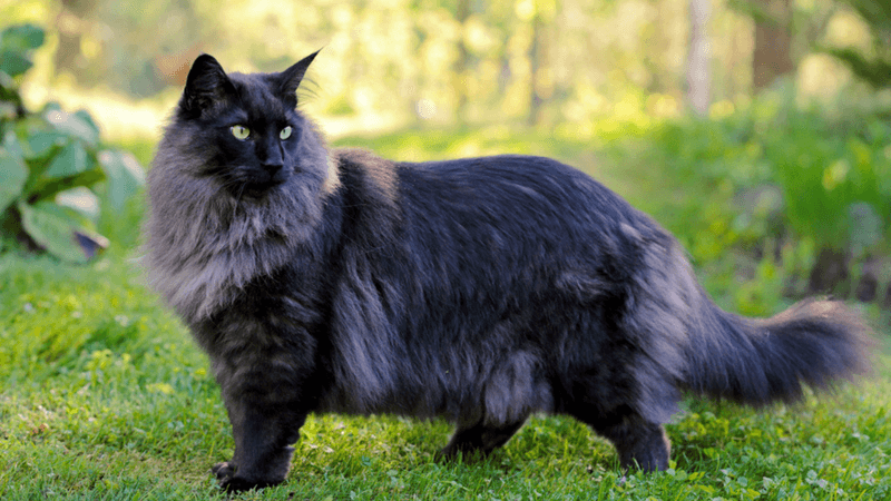 Norwegian Forest Cat (Black Variant)