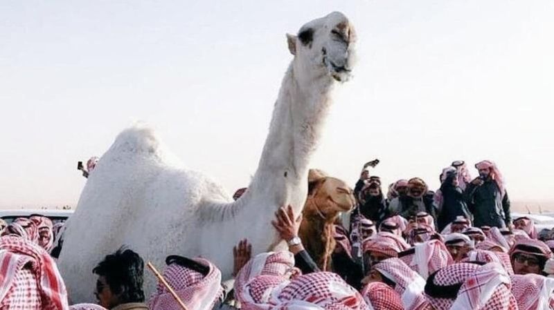 Camel