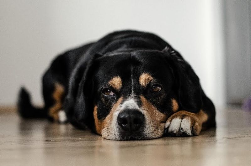 Lethargy and Fatigue