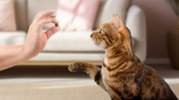 Pet Experts Say: Avoid Cats as Your First Pet—Here’s Why