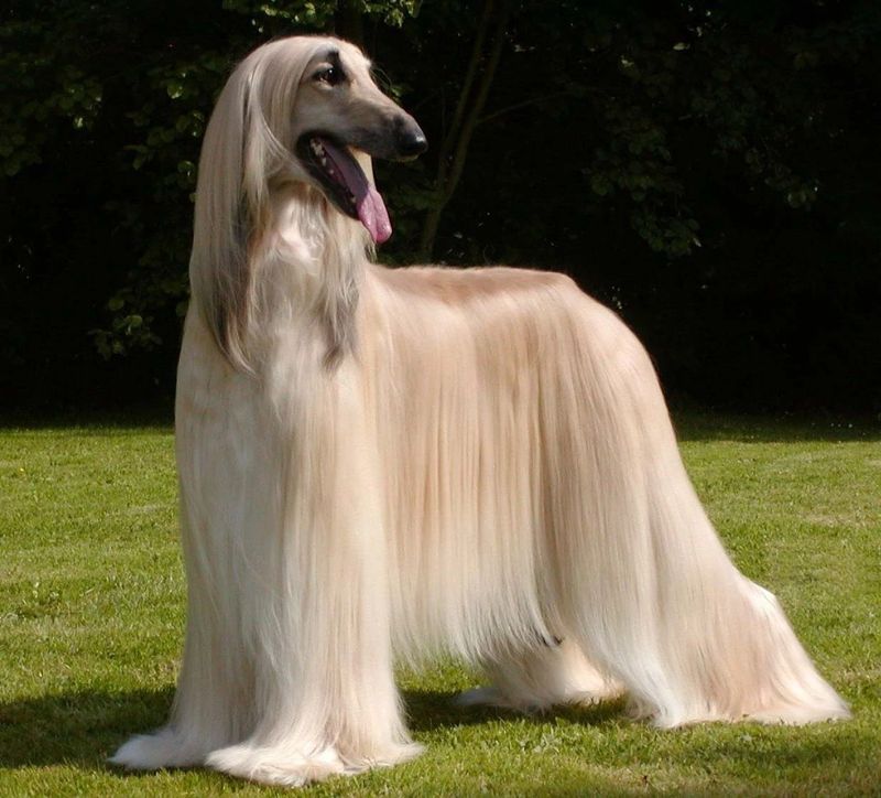 Afghan Hound