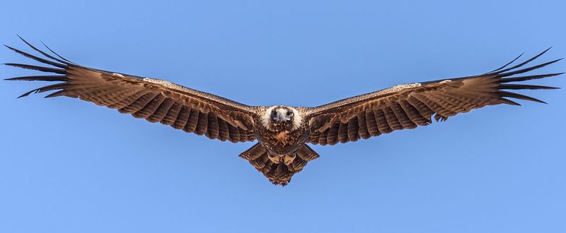 Wedge-tailed Eagle
