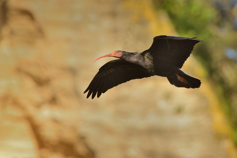 Northern Bald Ibises