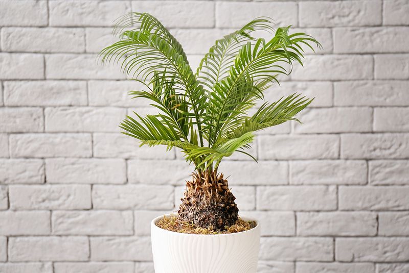 Sago Palm