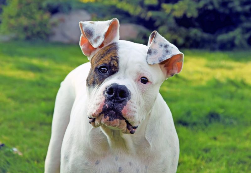 Temperament and Personality