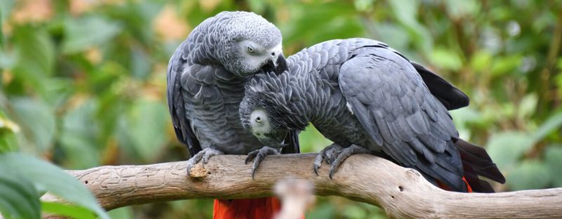 African Grey Parrot