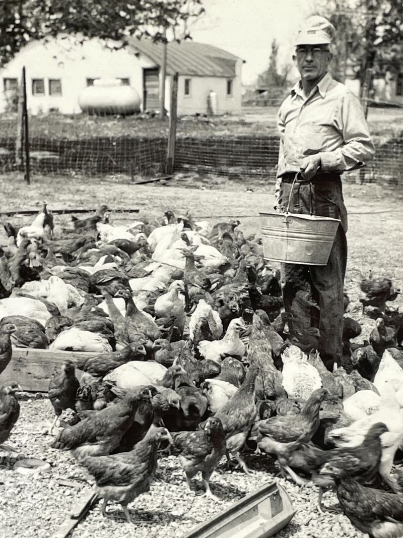 Chicken