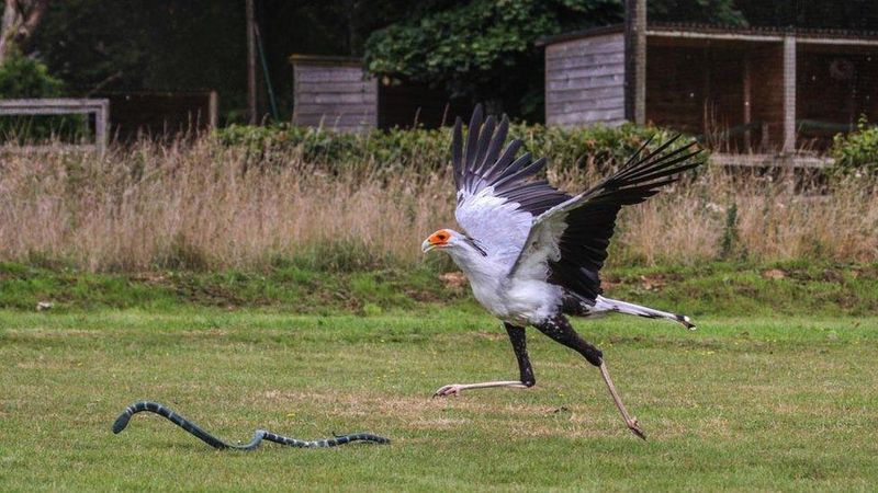 Secretary Bird