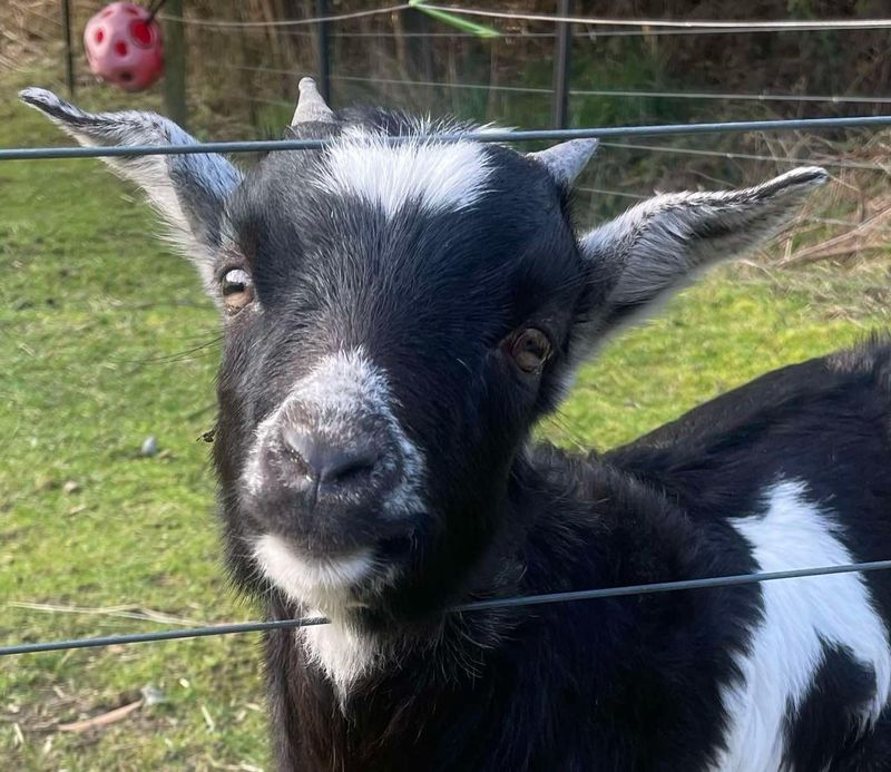Goat
