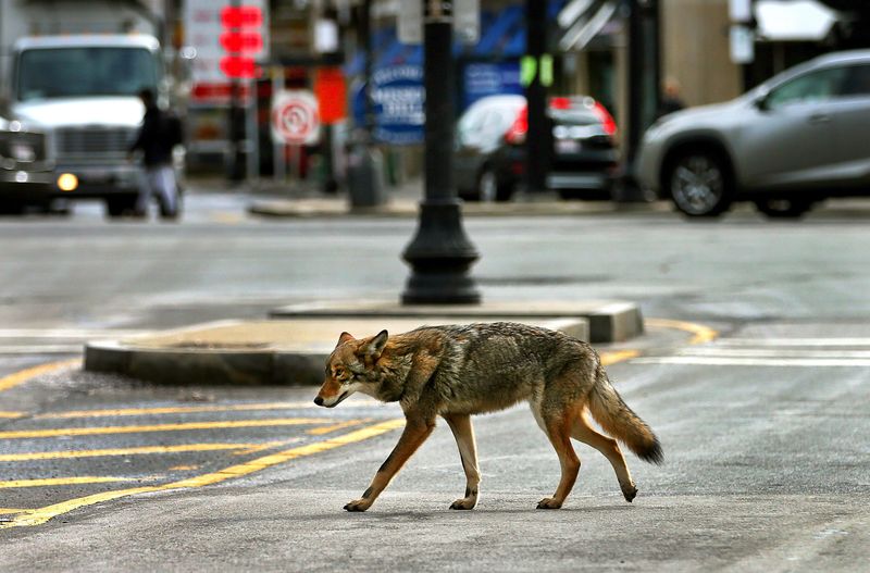 Coyote
