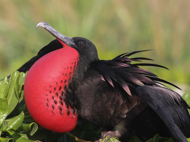 Great Frigatebird