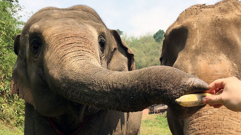 Elephants