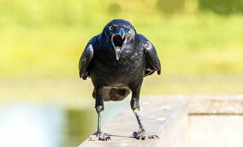 Crows