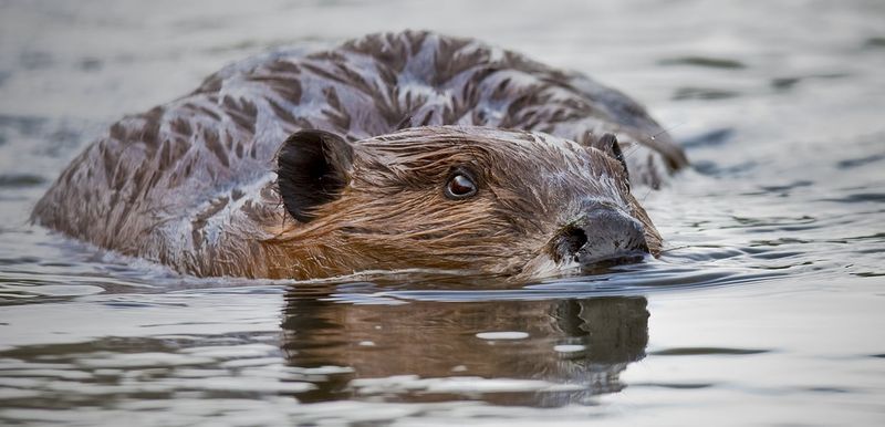 American Beaver