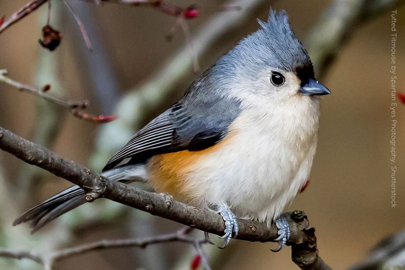 Tufted Titmouse