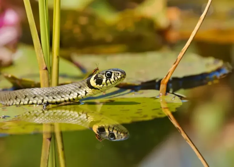 Water Snake