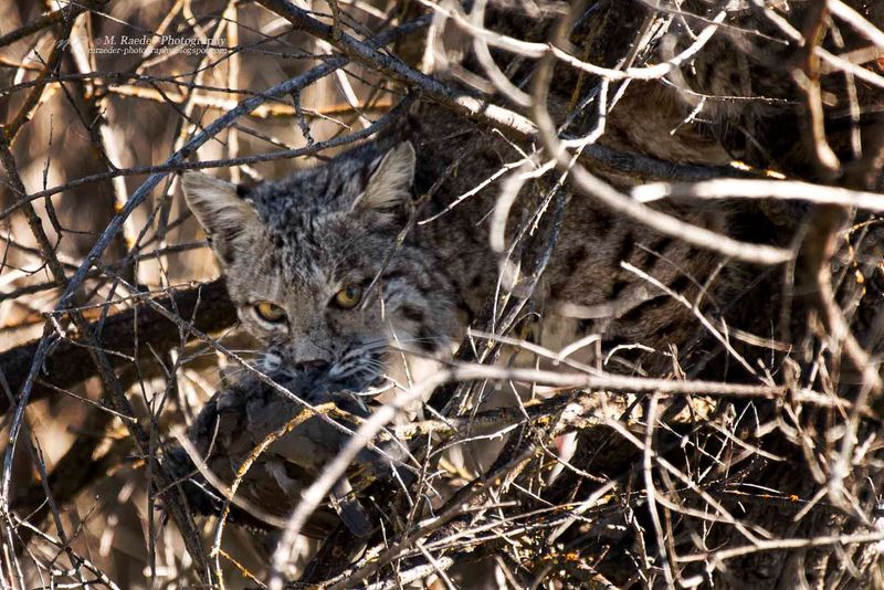Bobcat