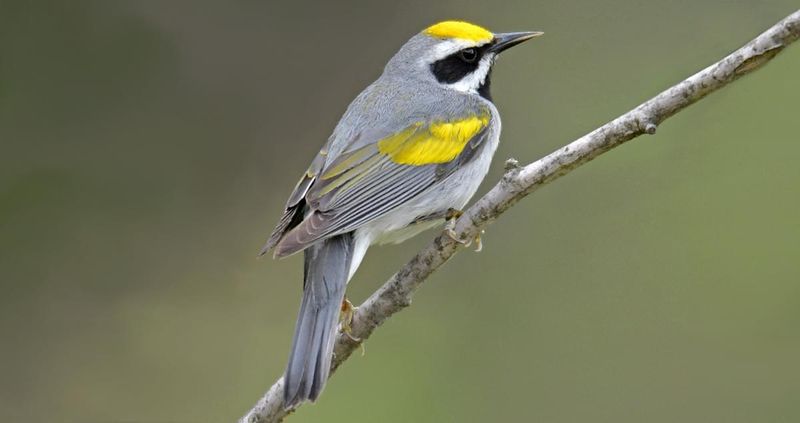 Golden-winged Warbler