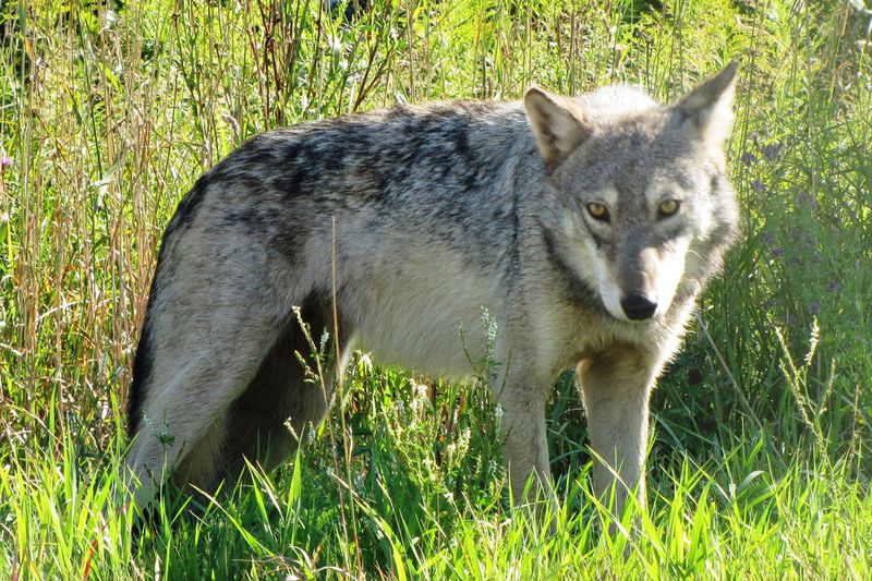 Gray Wolf