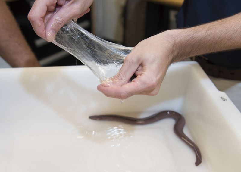 Hagfish
