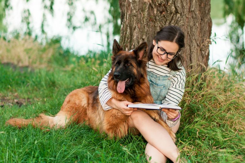 German Shepherd