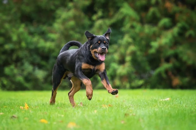 Rottweiler