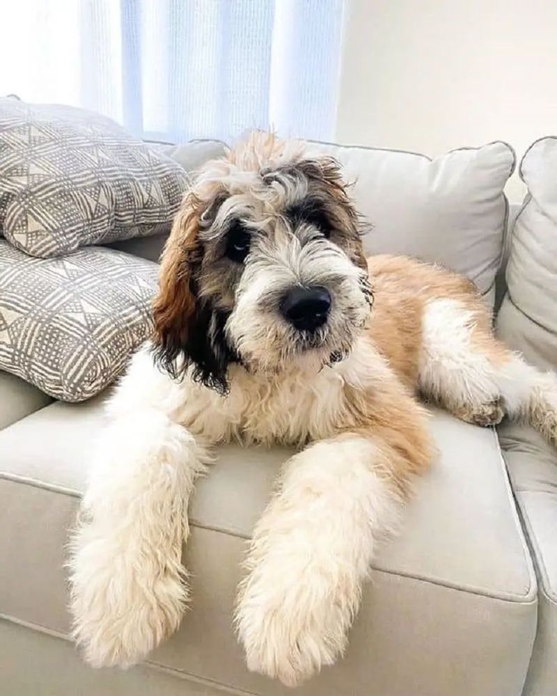 Saint Berdoodle