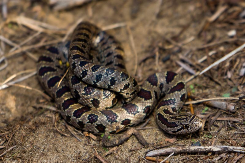 Prairie Kingsnake