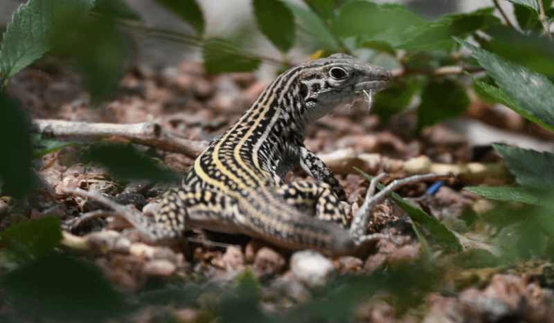 Aspidoscelis Neotesselata