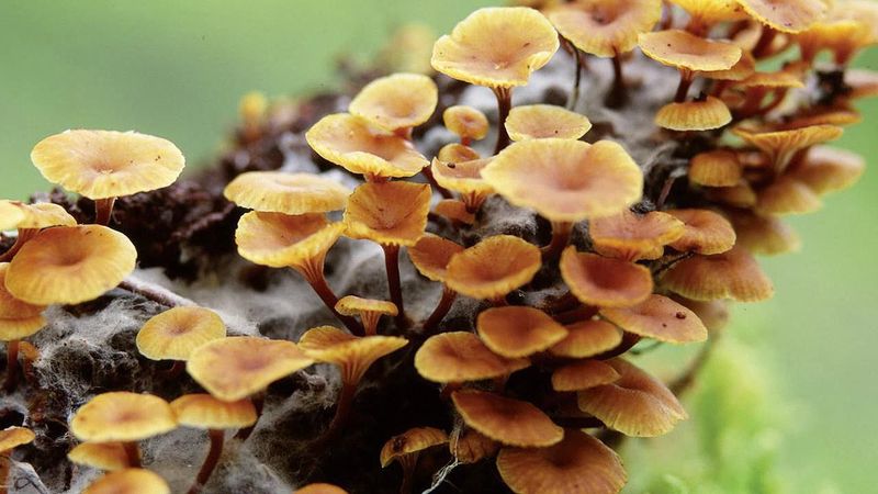 Fungi