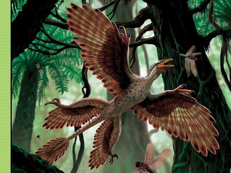 Microraptor