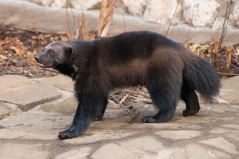 Wolverine