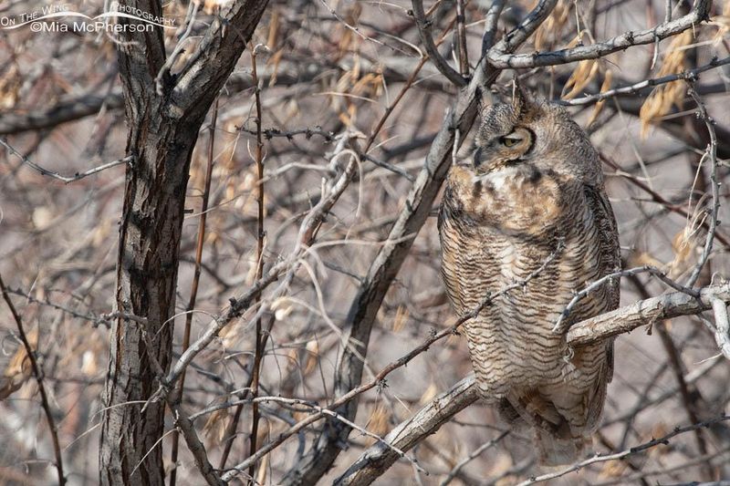 Great Horned Owl