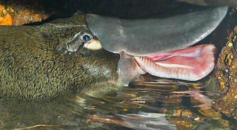 Dietary Puzzles of the Platypus