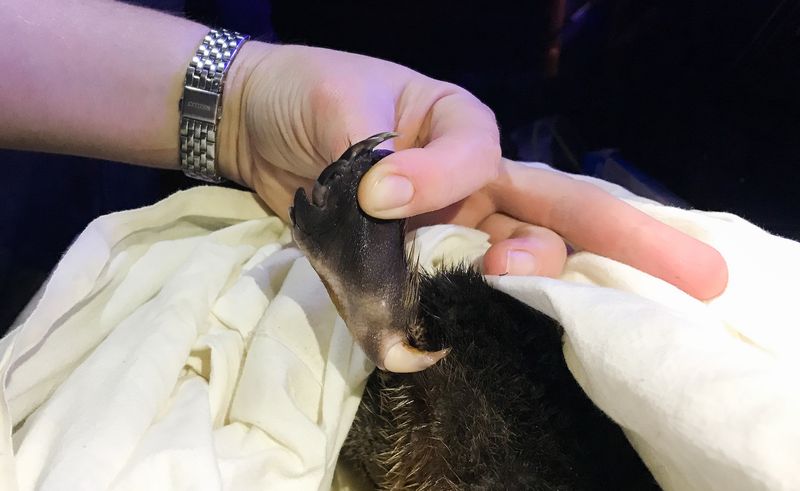 The Mystery of the Platypus's Ankle Spurs
