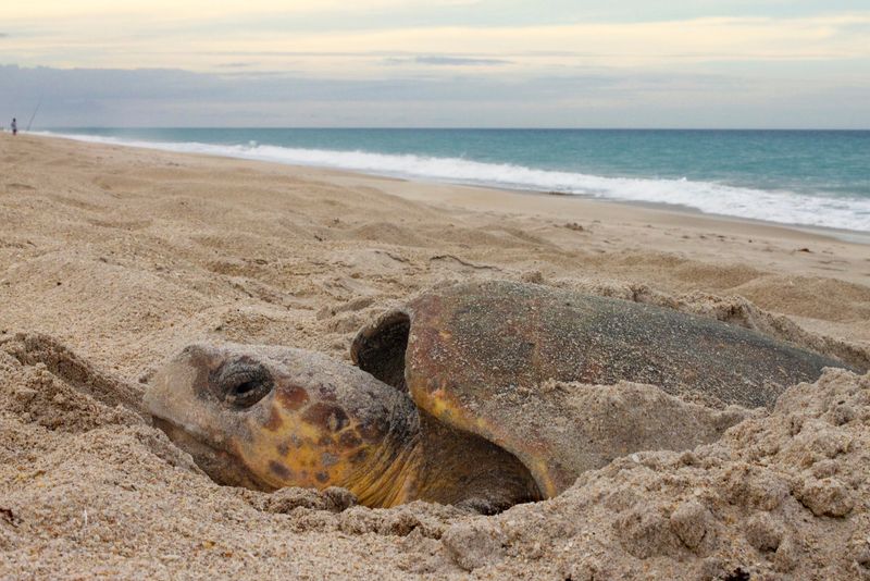 Sea Turtle