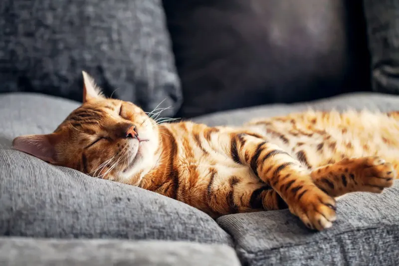 Shifts in Sleep Patterns