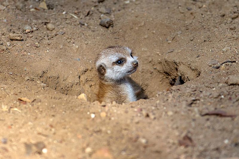 Burrow Construction