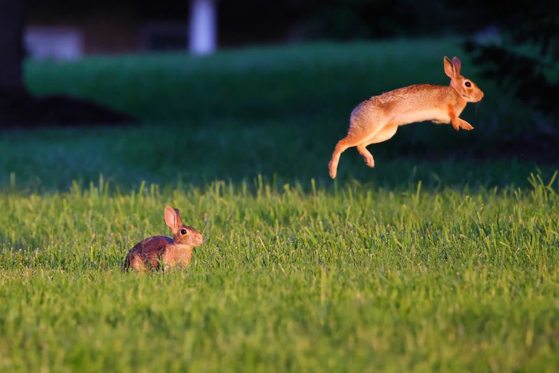 Joyous Jumping Rabbit